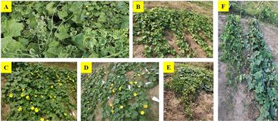 Identification of new stable resistant sources and assessing agro-morphological performance of sponge gourd germplasm against Tomato Leaf curl New Delhi Virus incidence
